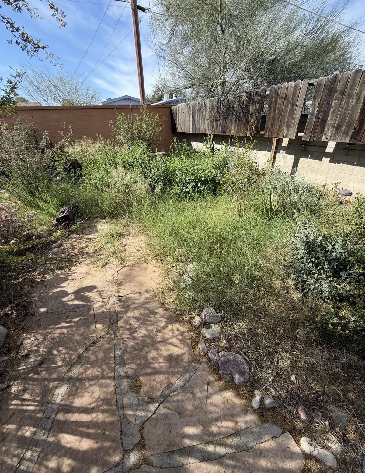 Overgrown yard and path before cleanup